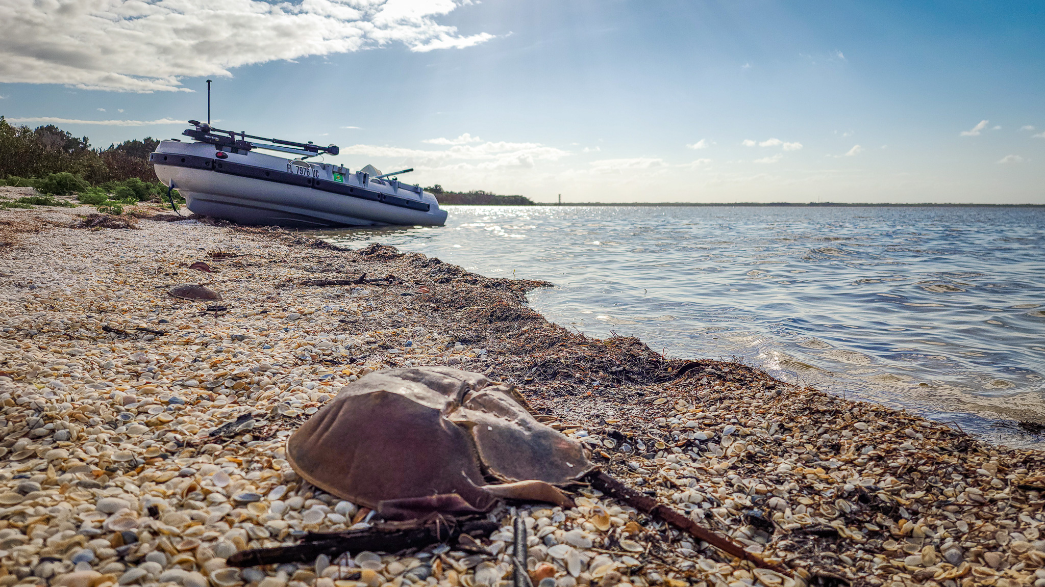 A horseshoe crab and our Mantus dinghy.