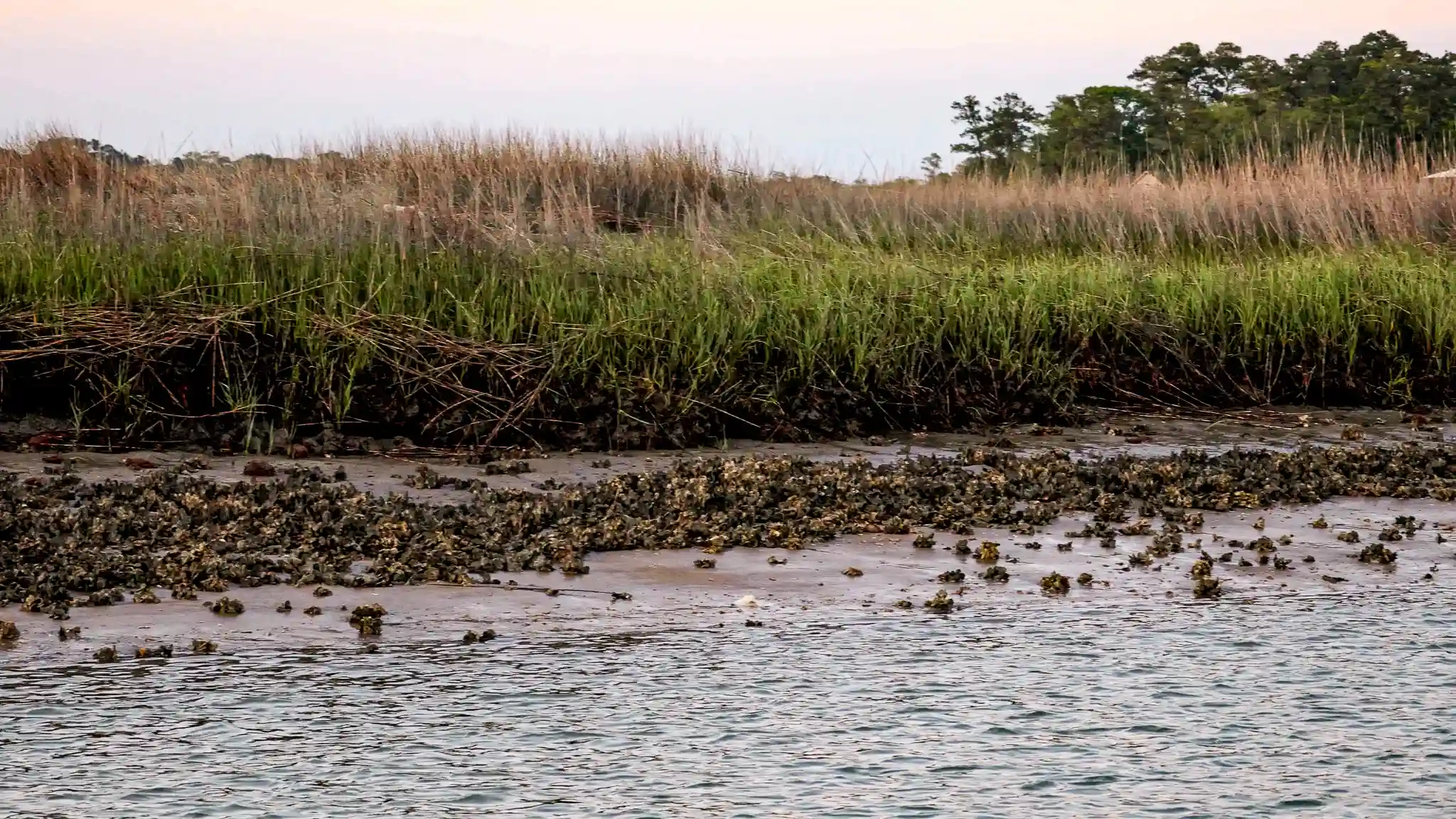 Oyster beds filling up the shore at our Savannah anchorage.