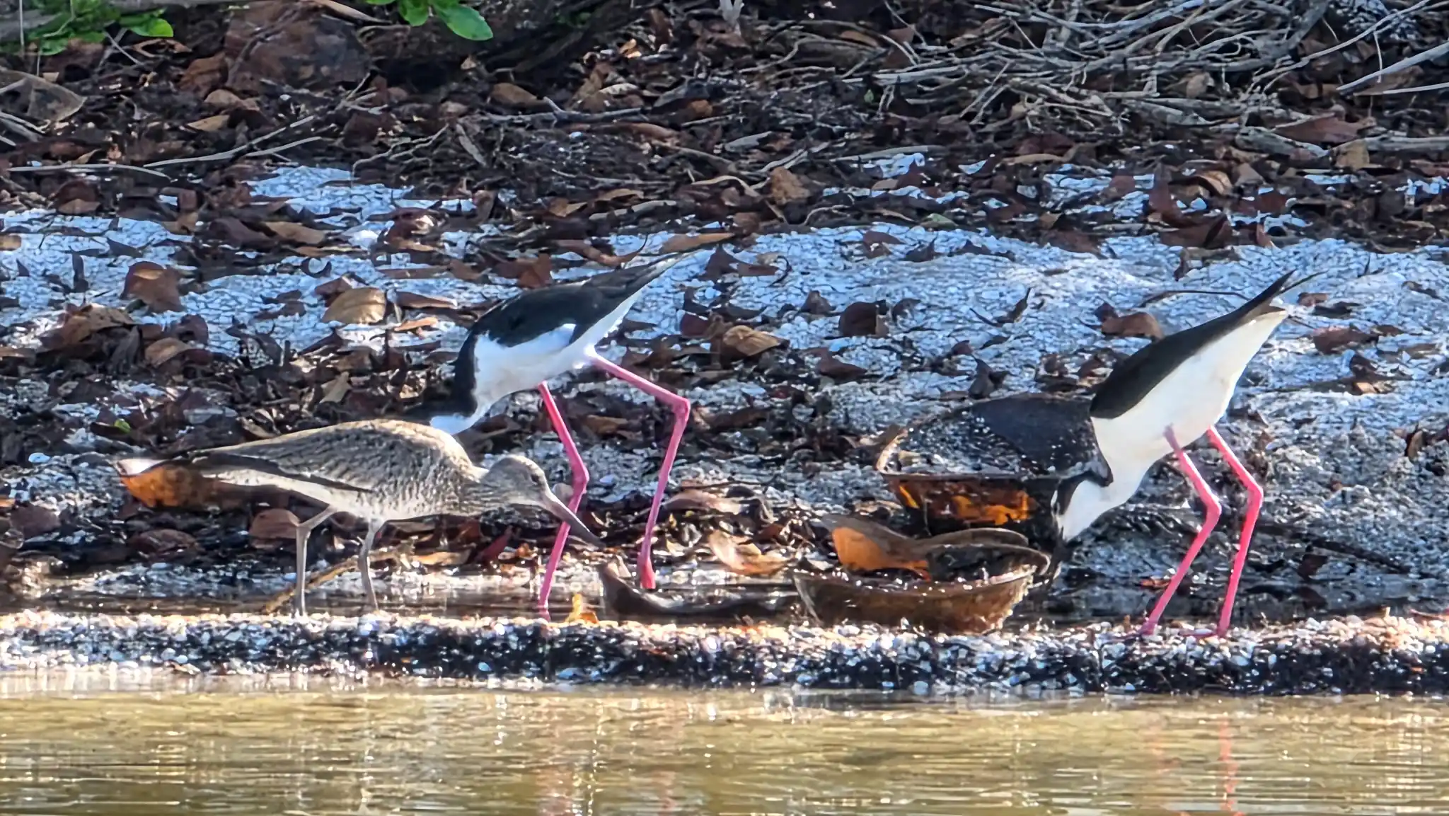 Two black-necked stilts and a willet hunting among horseshoe crabs at the NASA anchorage.