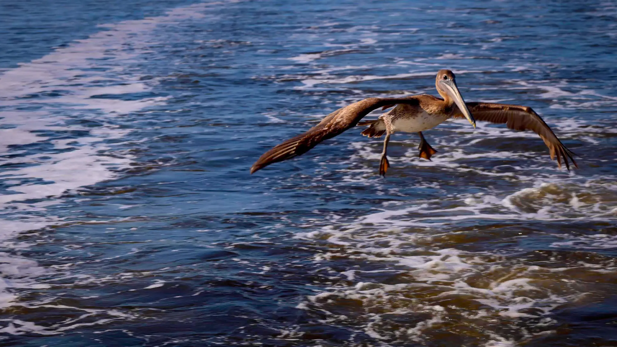 A brown pelican stalked our Loop boat, Swamp Puppy.