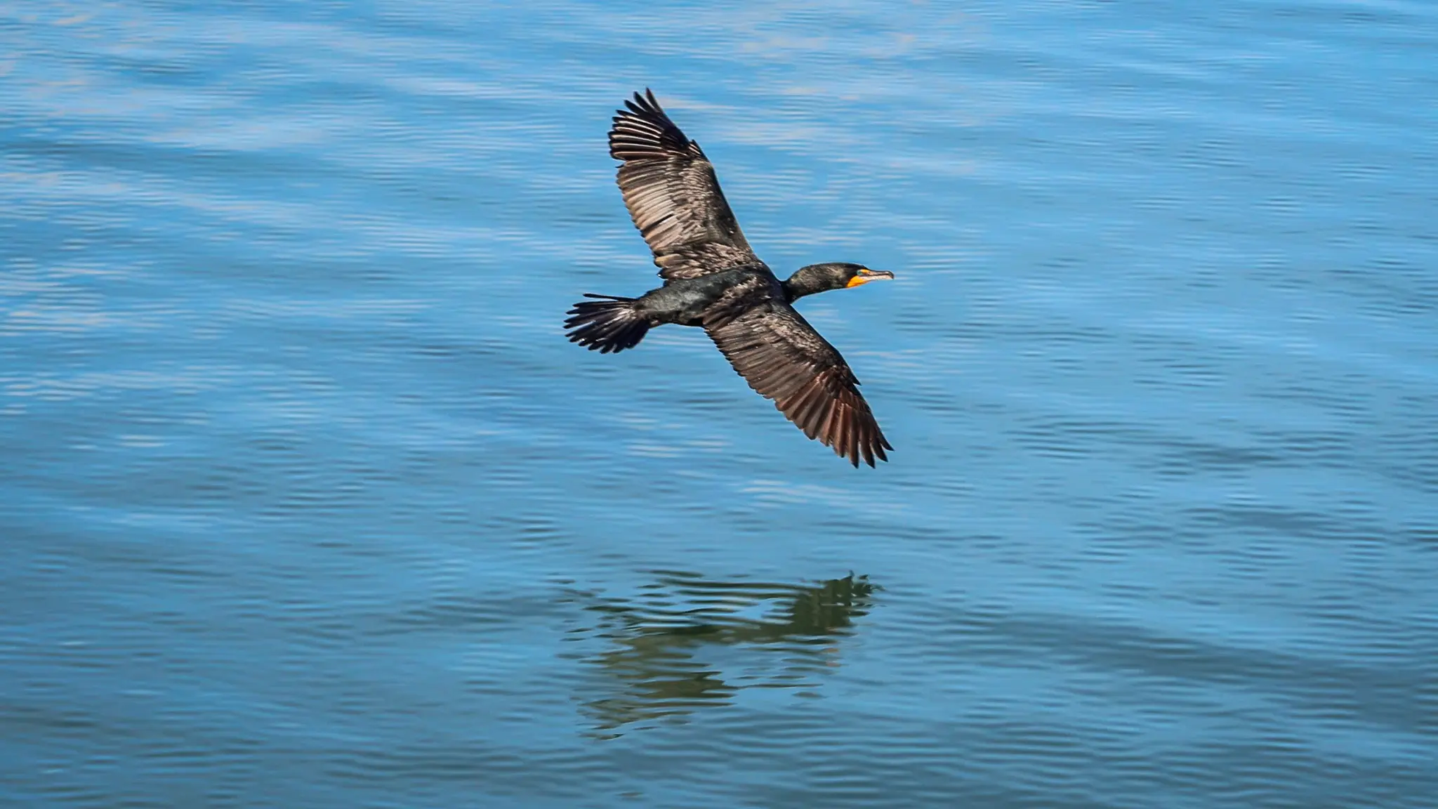 A cormorant flying over the water.
