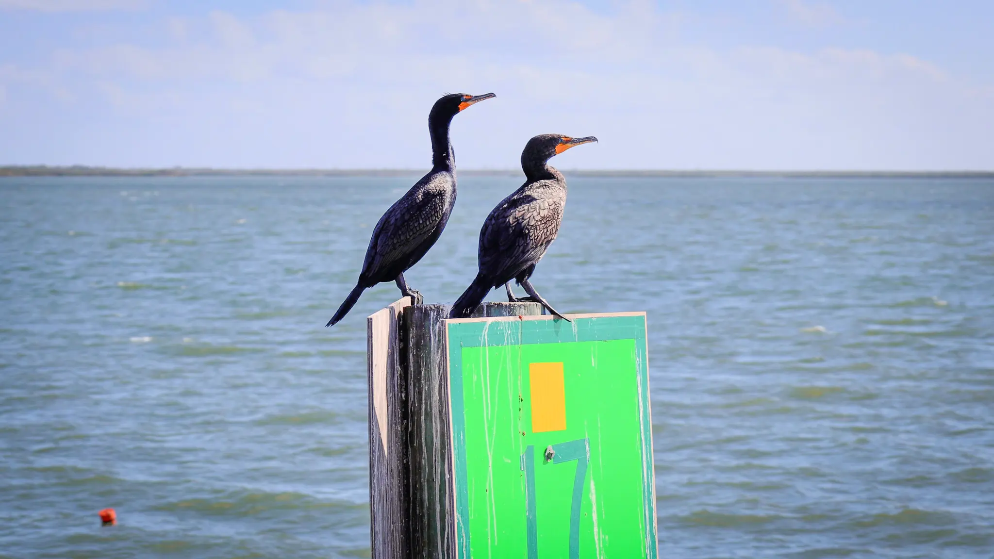 Two cormorants perched atop a green ICW channel marker.