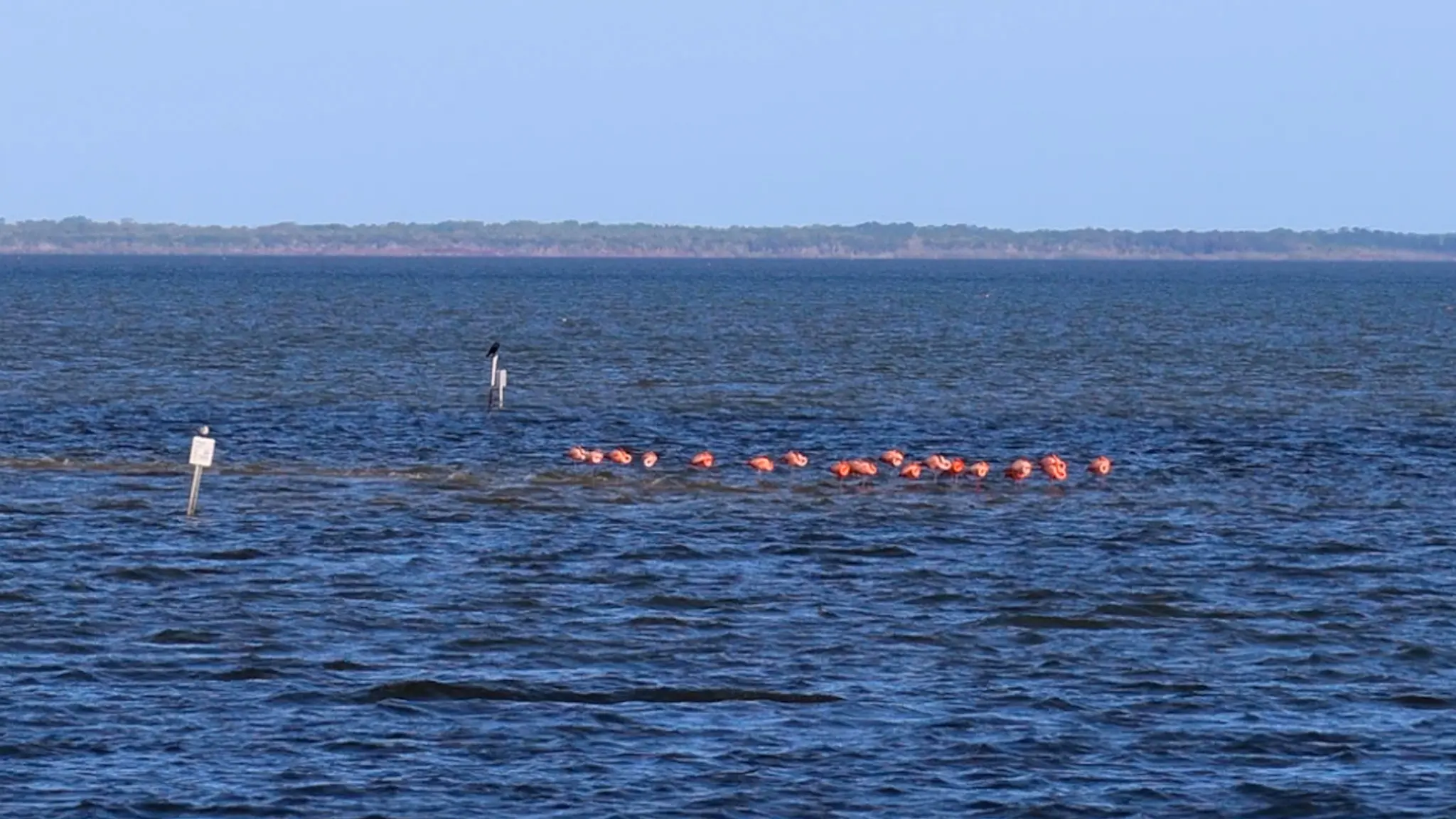 A flamboyance of flamingos.