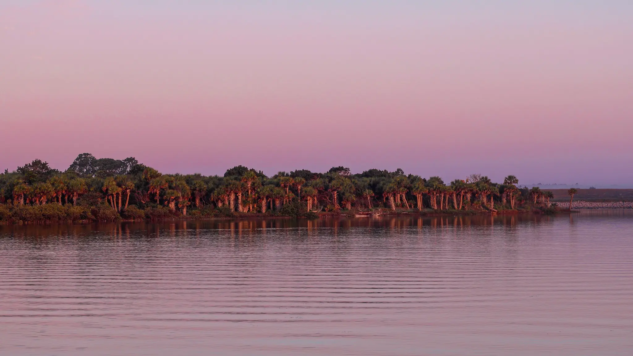 A forest of pine trees in a pink and lavender sunset.