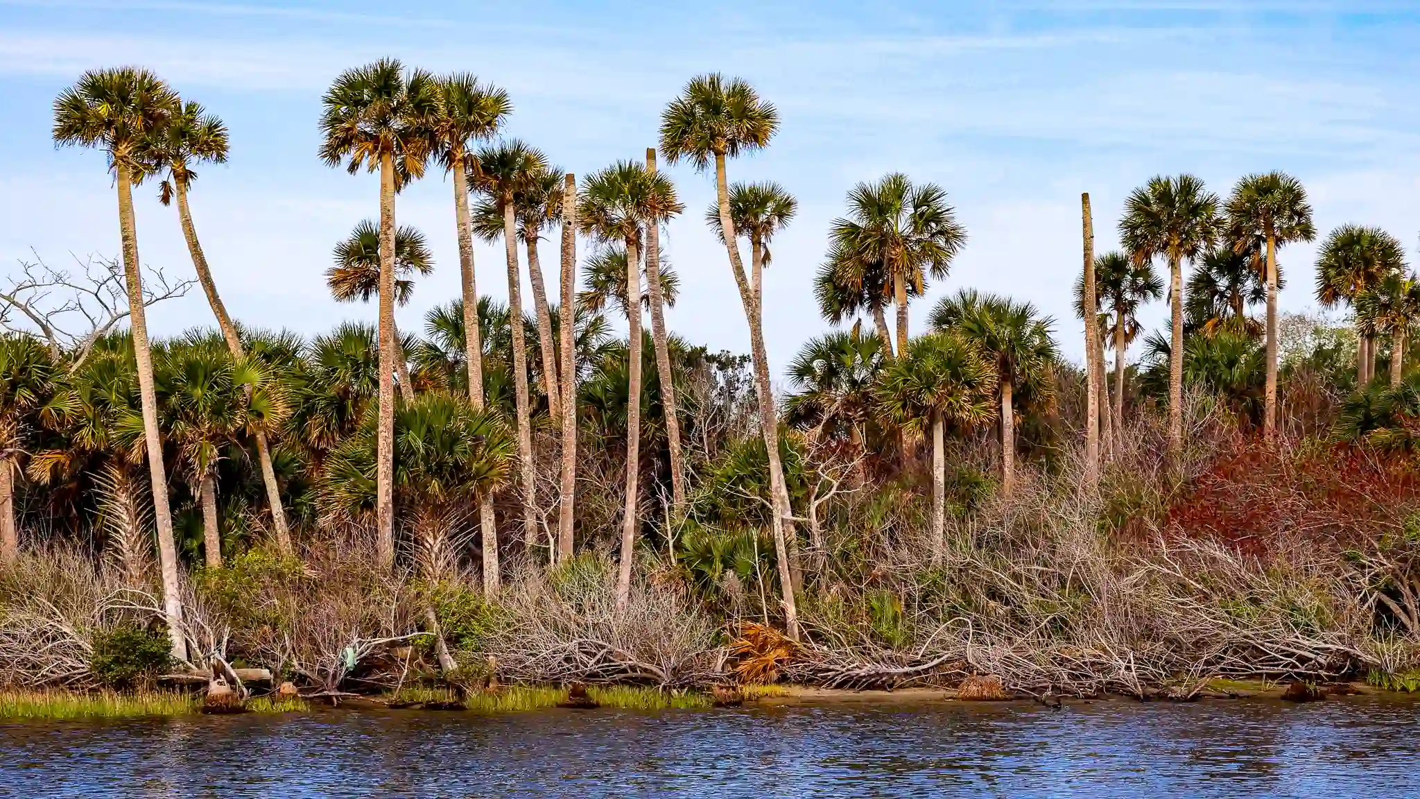 A look at old Florida and a palm forest.