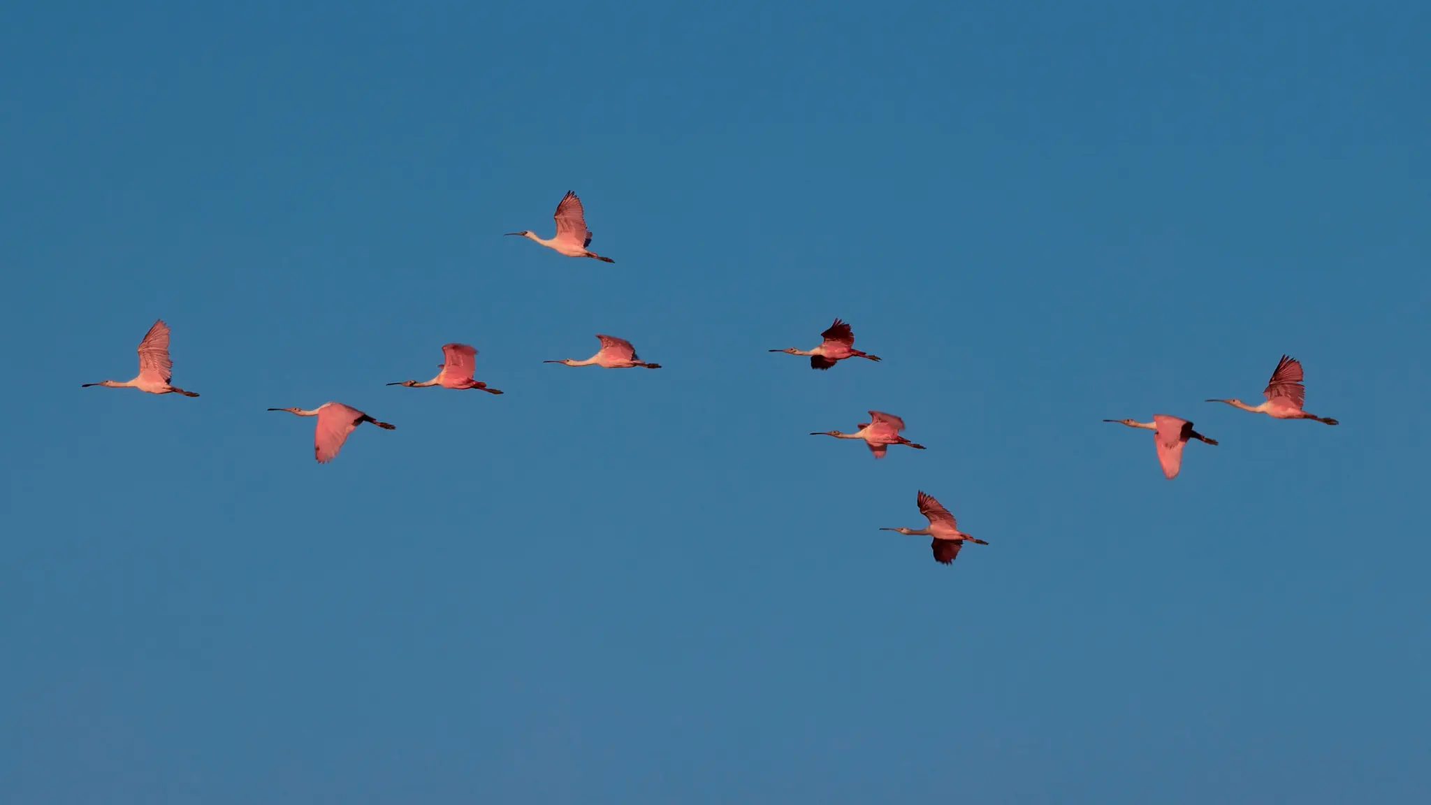A spoonful of Roseate Spoonbills.