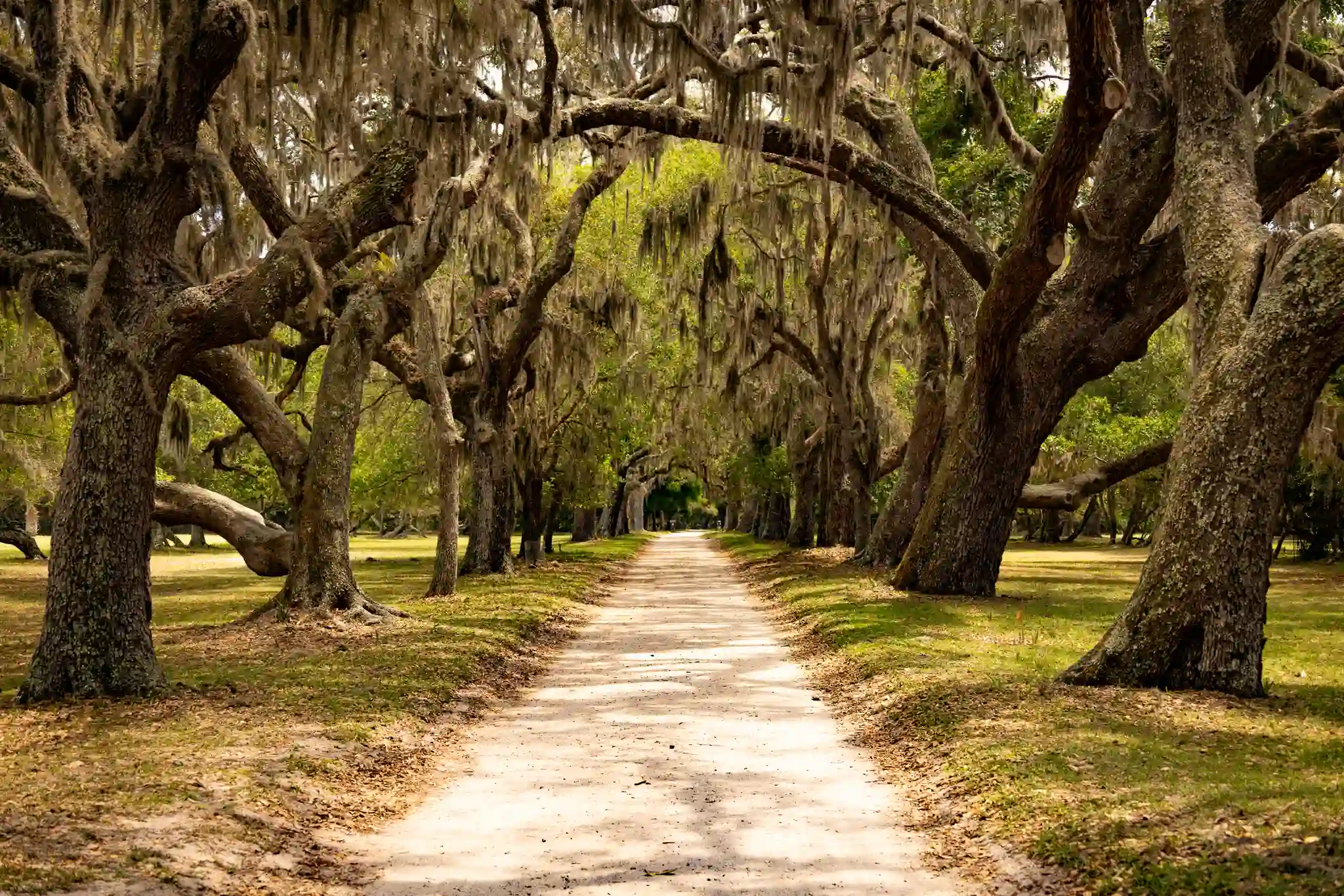 Spanish moss covered live oaks adorn the driveway at Cumberland Island National Seashore