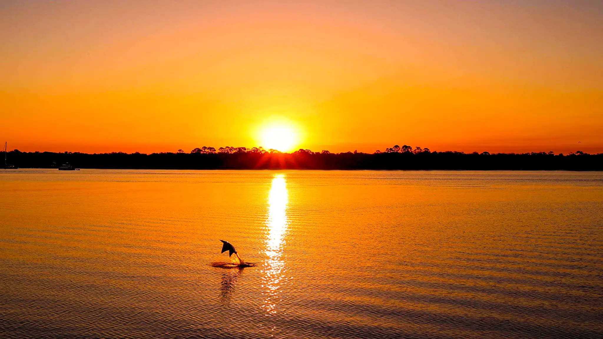 A ray breaching still waters turned orange by the vivid sunrise.
