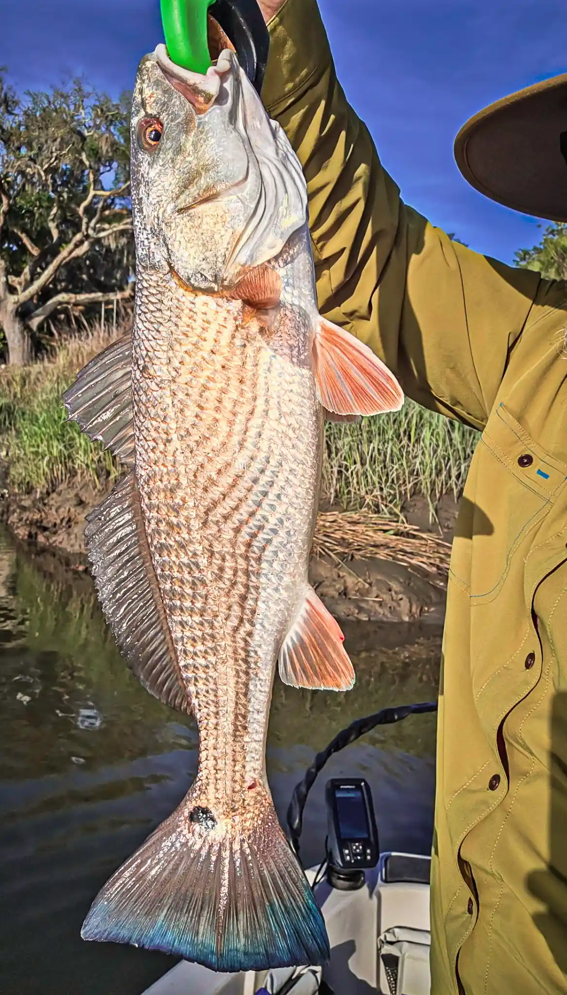 A beautiful red drum, caught and released by Tom.