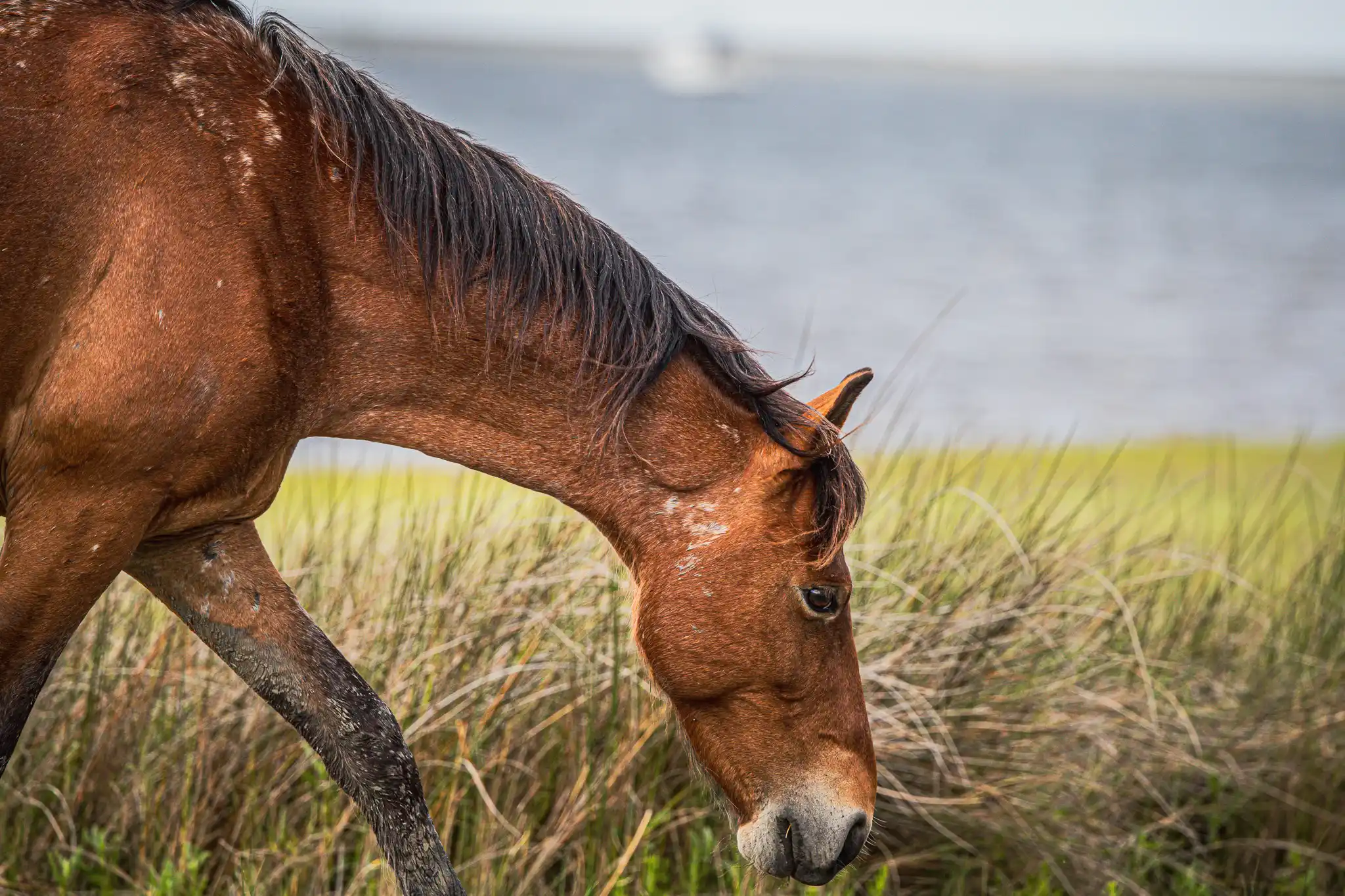 Cumberland Island Anchorage Review