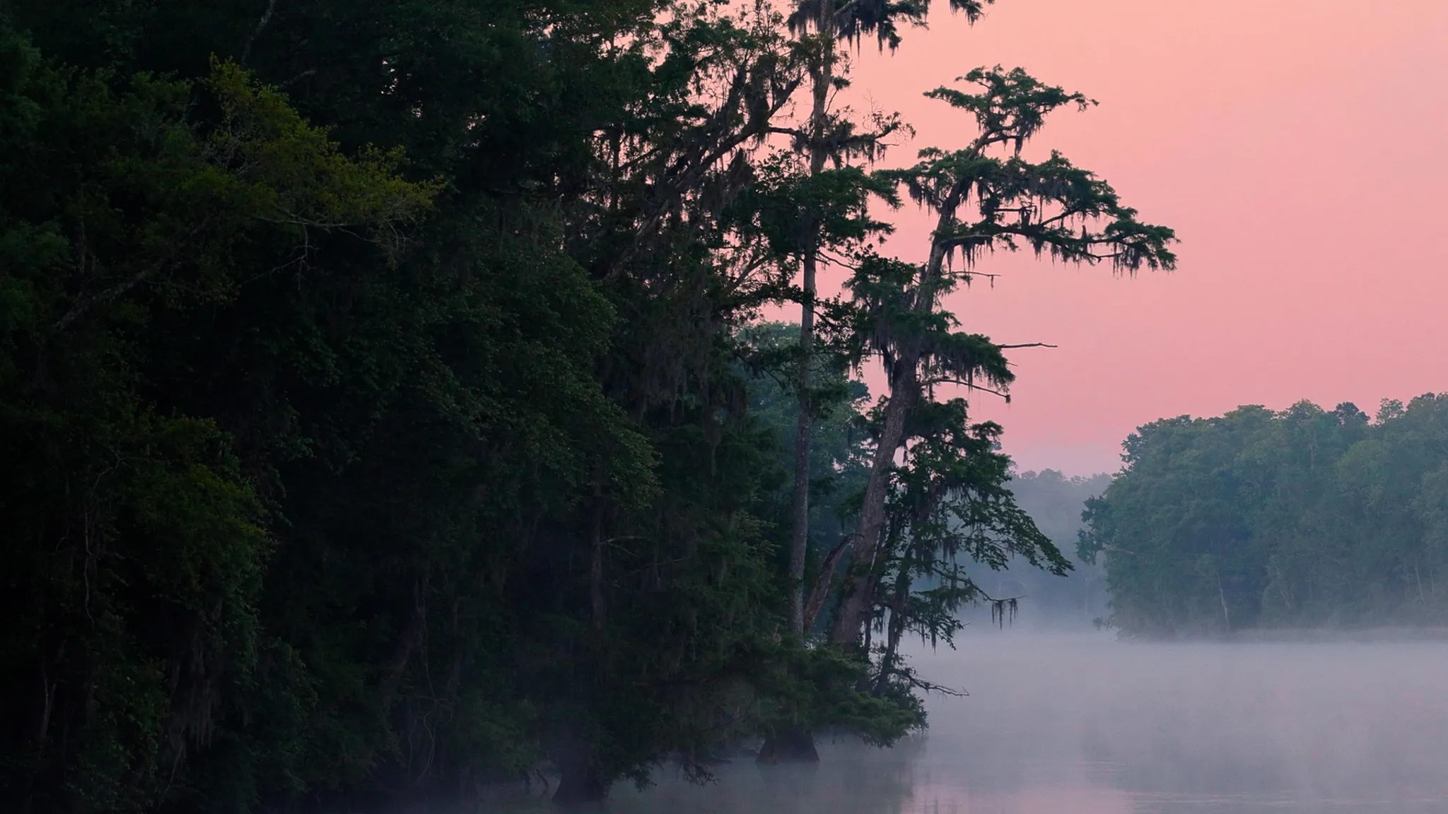 Cypress tress and Spanish moss backed by a pink sunrise.