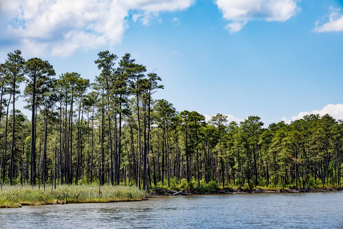 Slash pine trees along the shores of Goose Creek, Pamlico County, North Carolina.