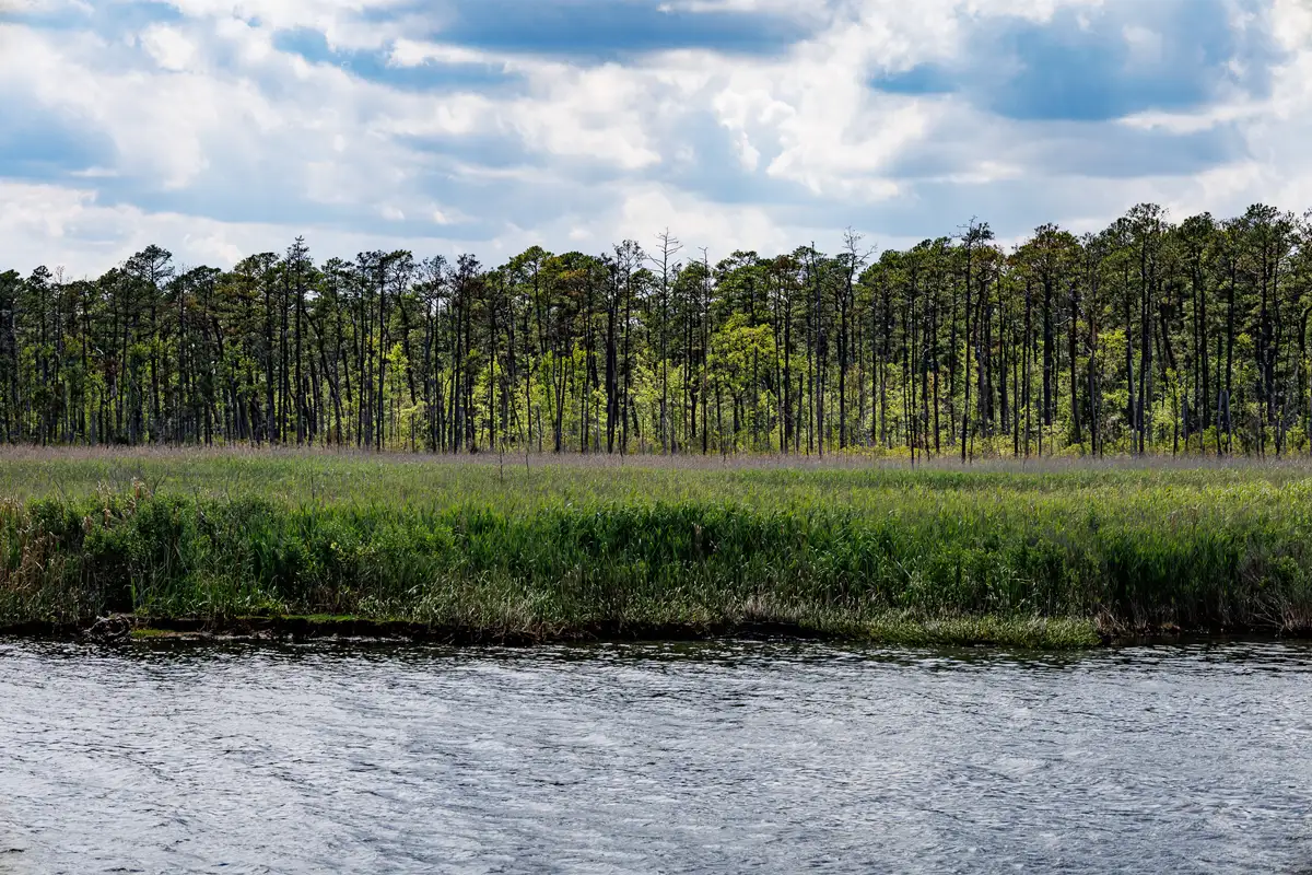 The shoreline at the Goose Creek anchorage.